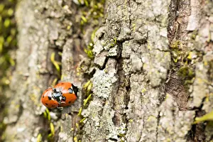 German Wildlife Nature Photography Impressions: Marco image of an insect