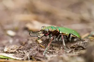 Green Tiger Beetle Impressions: Marco image of an insect