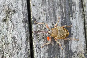Impression encadrée : L'image de Marco d'un insecte.