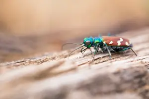 Impression encadrée : L'image de Marco d'un insecte.