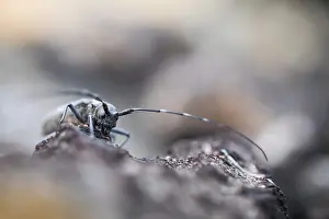 Wildlife In Russia Impressions: Marco image of an insect