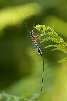 Images datées du 8 juillet 2016: L'image de Marco d'un insecte.