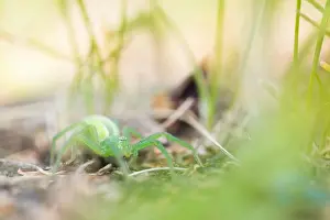 Russian Nature Photography Impressions: Marco image of an insect