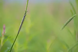 Impression encadrée : L'image de Marco d'un insecte.