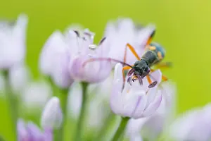 Juillet Impressions: L'image de Marco d'un insecte.