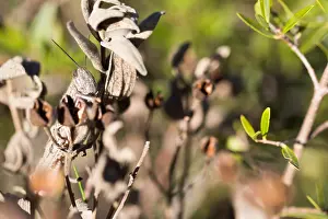Impression encadrée : L'image de Marco d'un insecte.