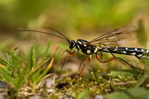 Images datées du 8 juillet 2016: L'image de Marco d'un insecte.