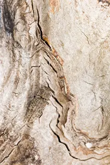 Impression encadrée : L'image de Marco d'un insecte.