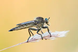 Impression encadrée : L'image de Marco d'un insecte.
