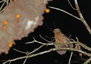 Images datées du 2 mars 2013: Mindorovalkuil, Mindoro Boobook, Ninox mindorensis