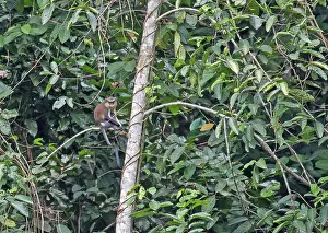 Août Impressions: Mona Monkey, Cercopithecus mona