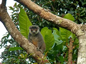 African Mammal Impressions: Mongoose lemur, Eulemur mongoz