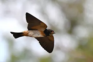 Wildlife In Namibia Impressions: in Namibia