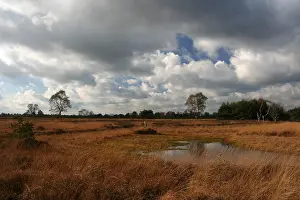 Holland Landscape Photography Impressions: Neterselsche heide