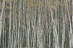 European Birch Forest Impressions: Oderdelta, Oderdelta