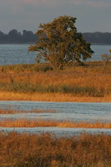 Wetland Landscape Europe Impressions: Oderdelta, Oderdelta