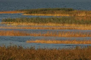 Wetland Landscape Photography Impressions: Oderdelta, Oderdelta