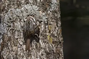 Hokkaido Wildlife Impressions: Orientalis Eurasian Treecreeper, Certhia familiaris daurica