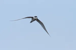 Peru Bird Species Impressions: Peruvian Tern
