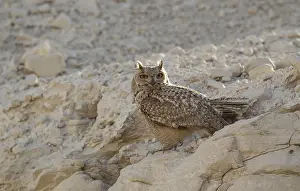 Asian Wildlife Impressions: Pharao Eagle-Owl, Bubo ascalaphus