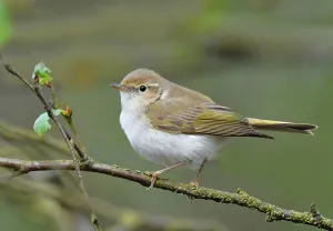 Images datées du 22 mai 2021: Phylloscopus bonelli