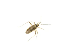Images datées du 9 août 2018: Phytocoris dimidiatus