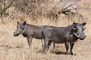 Chobe National Park Botswana Impressions: Portrait of a pair of warthogs