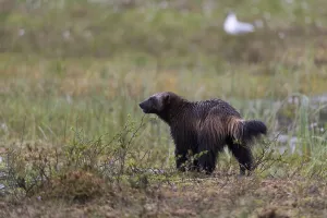 Finnish Wildlife Images Impressions: Portrait of a wolverine, Gulo gulo