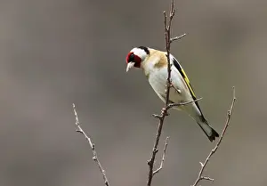 Carduelis Carduelis Impressions: Putter
