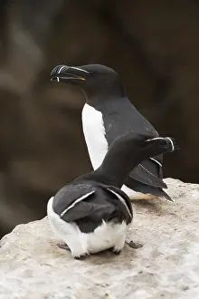 Razorbill Bird Impressions: Razorbill