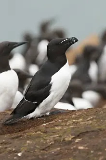 Razorbill Bird Impressions: Razorbill