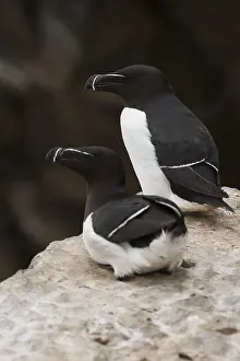 Razorbill Bird Impressions: Razorbill