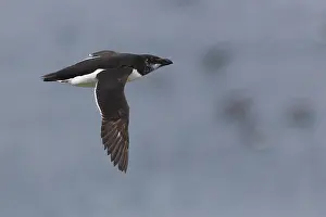 Razorbill Bird Impressions: Razorbill