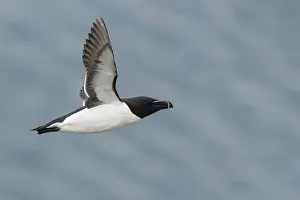 Razorbill Bird Impressions: Razorbill