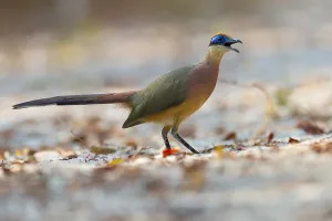 Cuculidae Family Birds Impressions: Red-capped Coua, Coua ruficeps