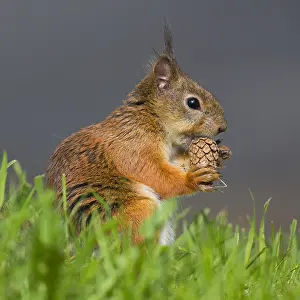Sciuridae Species Images Impressions: Red Squirrel