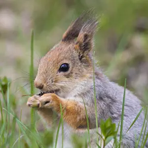 Red Squirrel Portrait Impressions: Red Squirrel