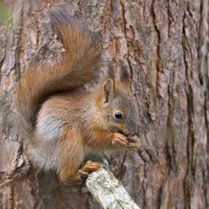 Sciurus Vulgaris Portrait Impressions: Red Squirrel