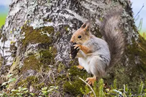 Sciurus Vulgaris Impressions: Red Squirrel