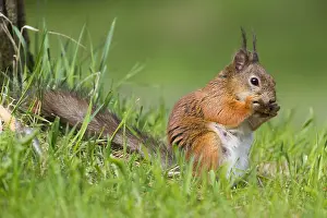 Wild Animal Portrait Photography Impressions: Red Squirrel