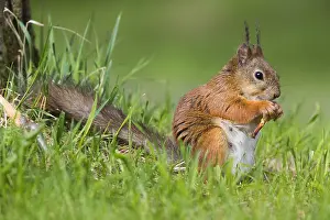 Sciurus Vulgaris Impressions: Red Squirrel