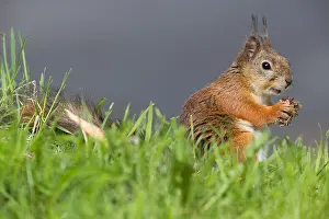 Sciurus Vulgaris Portrait Impressions: Red Squirrel