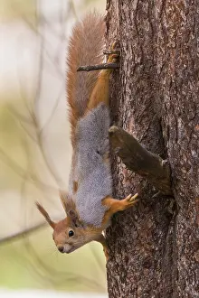 Sciurus Vulgaris Portrait Impressions: Red Squirrel