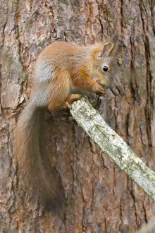 Sciurus Vulgaris Impressions: Red Squirrel