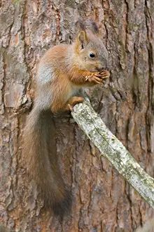 Pine Tree Wildlife Impressions: Red Squirrel