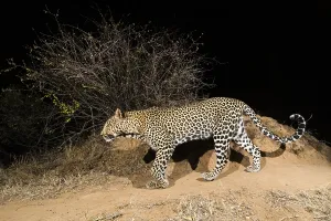 Predator Animal Behavior Impressions: A remote camera trap captures a leopard
