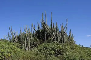 South America Landscape Impressions: Restinga