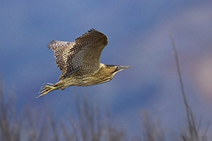 Botaurus Stellaris Impressions: Roerdomp; Bittern; Botaurus stellaris