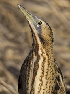 Eurasian Bittern Habitat Impressions: Roerdomp, Eurasian Bittern, Botaurus stellaris