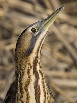 Impression encadrée : Roerdomp, Bécasse d'Europe, Botaurus stellaris. Impression encadrée : Roerdomp, Bécasse d'Europe, Botaurus stellaris.